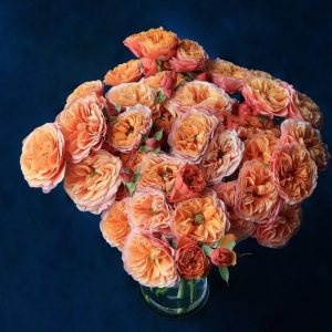 South Park Rose丨Your roses