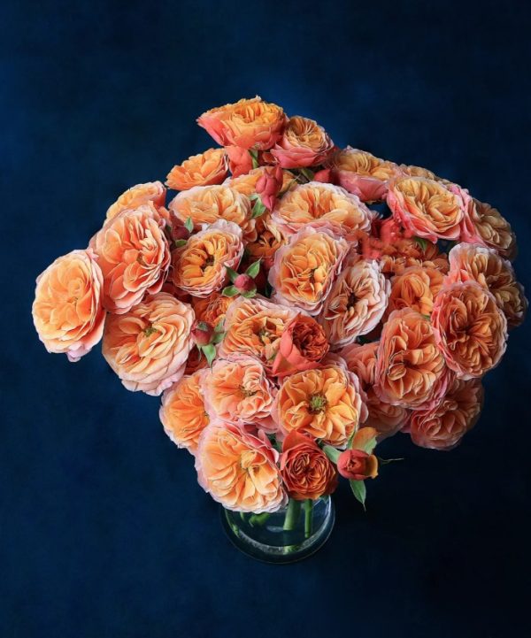 South Park Rose丨Your roses