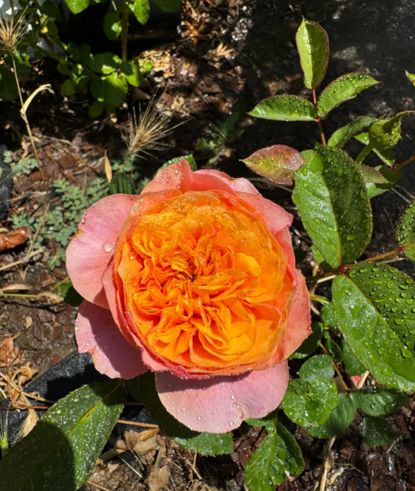 Rose South Park丨Your roses