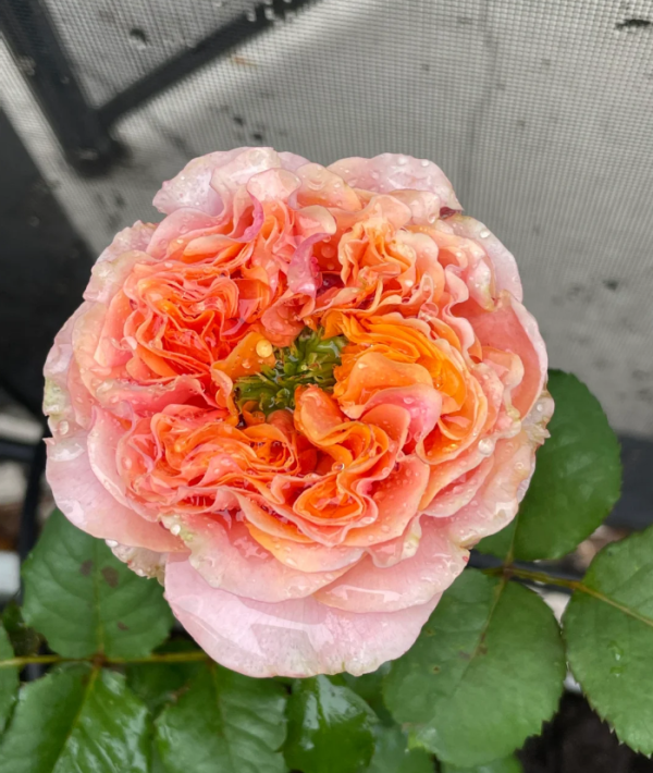 South Park Rose plant丨Your roses