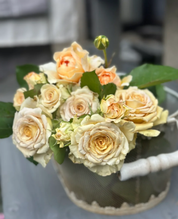 Spoiler Rose for sale丨Your roses
