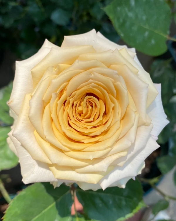 Spoiler Rose Plant丨Your roses