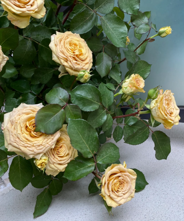 Spoiler Rose丨Your roses