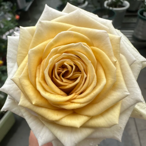 Spoiler Rose丨Your roses