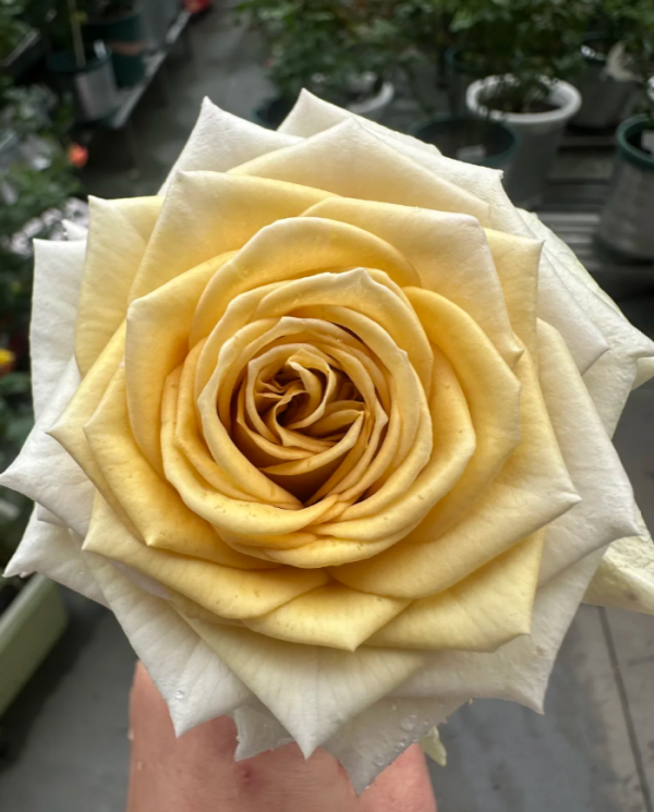 Spoiler Rose丨Your roses