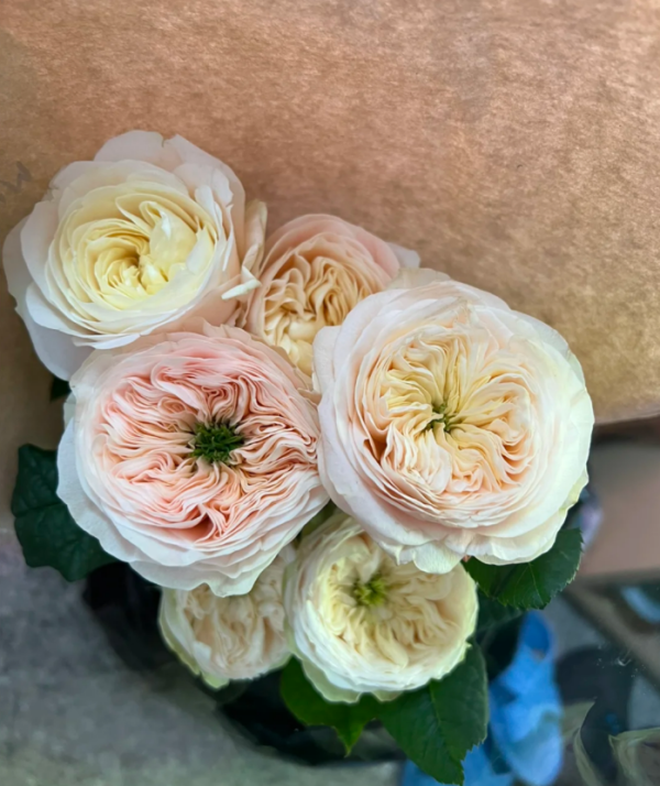 Rose Stanley Abbey丨Your roses