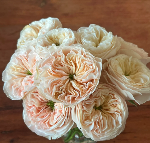 Stanley Abbey Roses丨Your roses