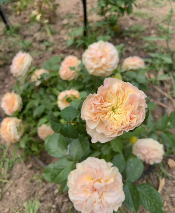 Stanley Abbey Rose for sale丨Your roses