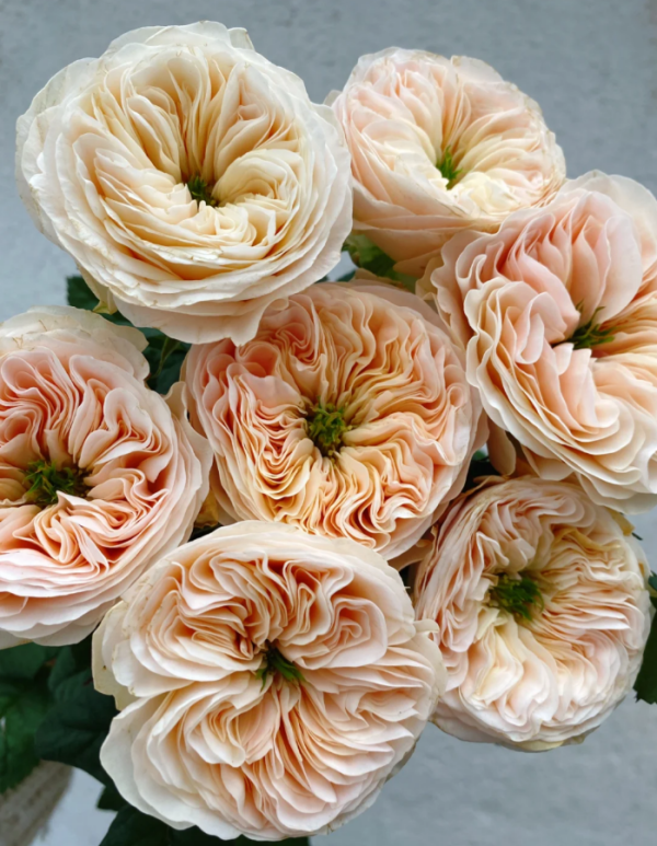 Stanley Abbey Rose plant丨Your roses