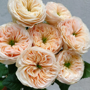 Stanley Abbey Rose丨Your roses
