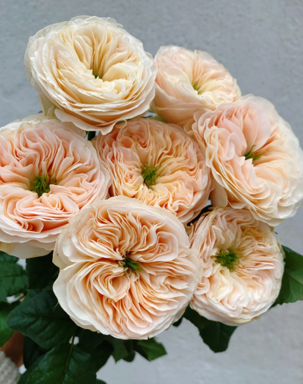 Stanley Abbey Rose丨Your roses