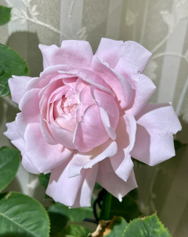Strawberry Swing Rose for sale丨Your roses