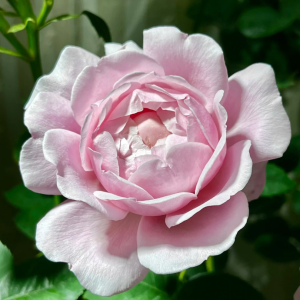 Strawberry Swing Rose丨Your roses