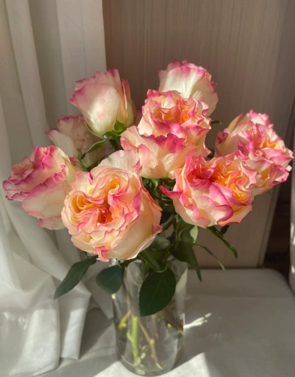 Stylist Rose for sale丨Your roses