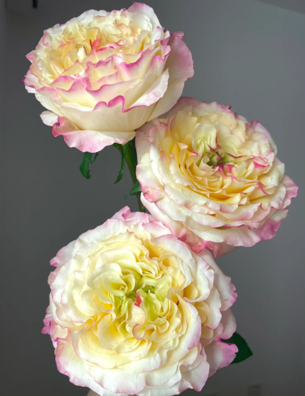Stylist Rose plant丨Your roses