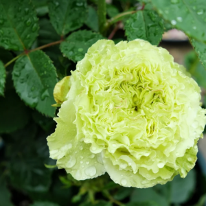 Super Green Rose丨Your roses