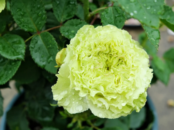 Super Green Rose丨Your roses