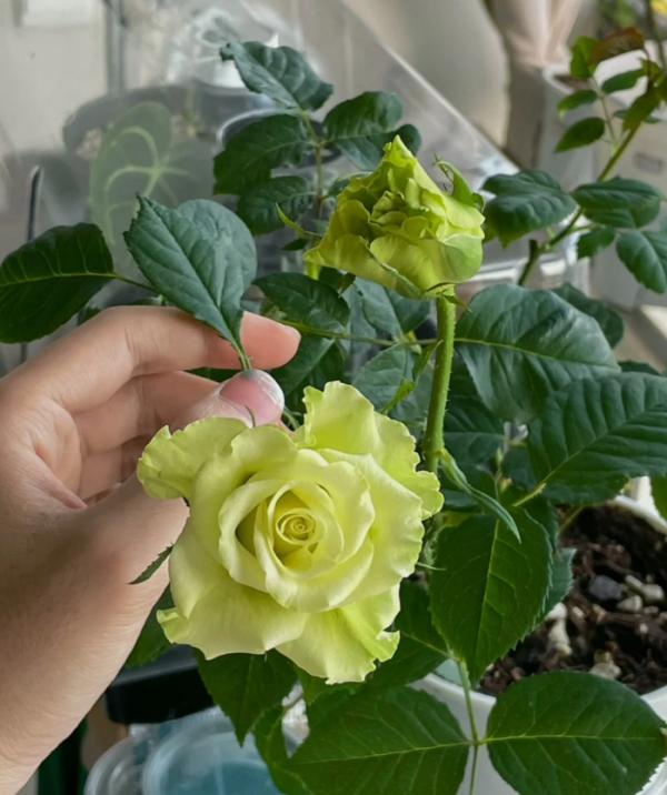 Super Green Roses丨Your roses