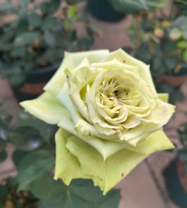 Super Green Rose for sale丨Your roses