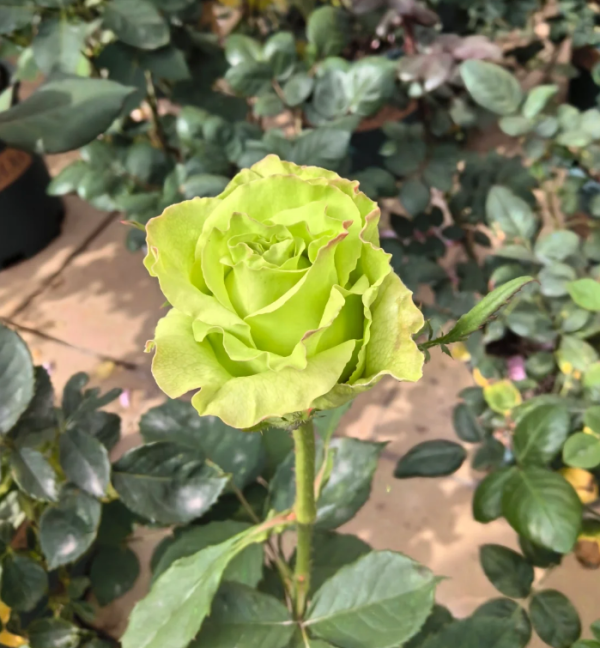 Super Green Rose plant丨Your roses
