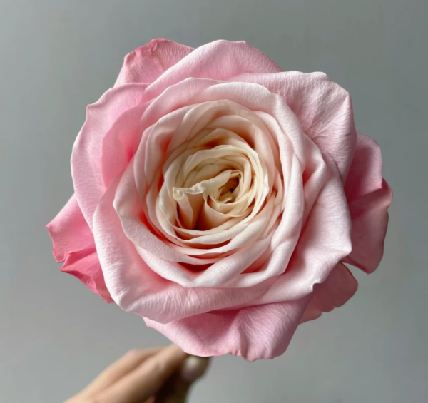 Supless Rose丨Your roses