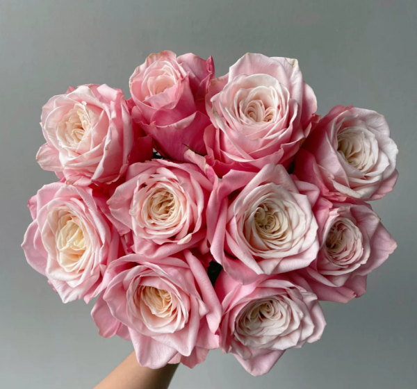 Supless Rose plant丨Your roses