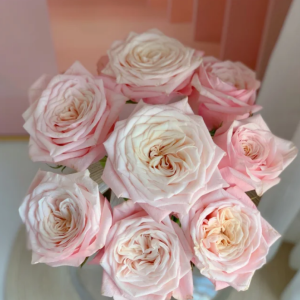 Supless Rose丨Your roses