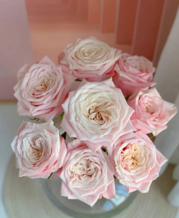 Supless Rose丨Your roses