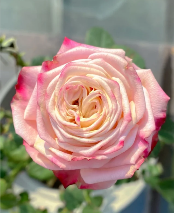 Supless Roses丨Your roses