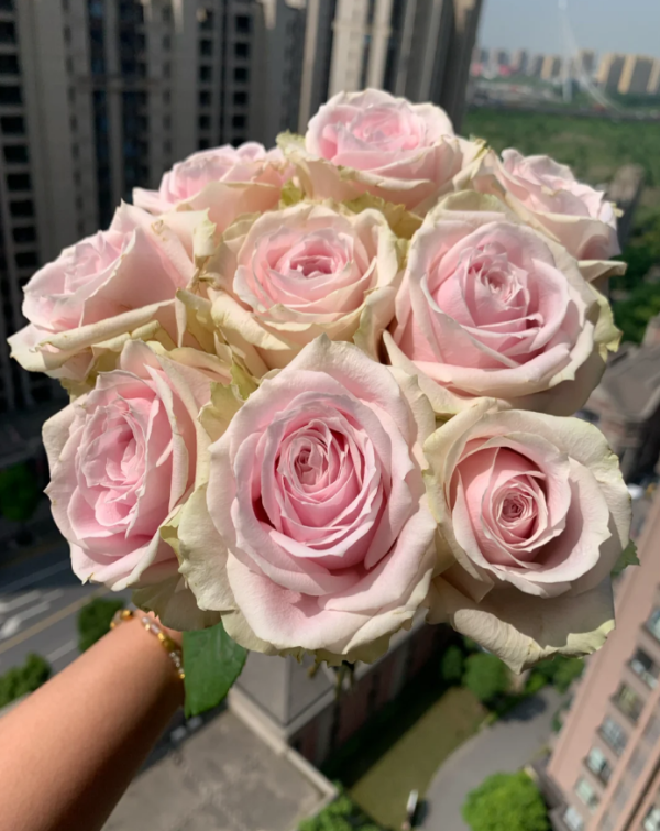 Sweet Avalanche Rose Plant丨Your roses