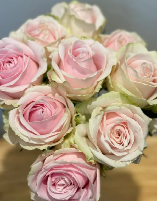 Pink Avalanche Rose Plant丨Your roses