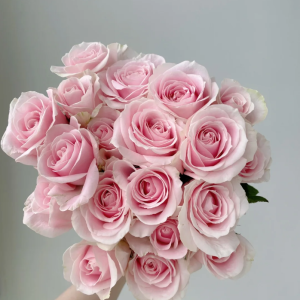Pink Avalanche Rose丨Your roses