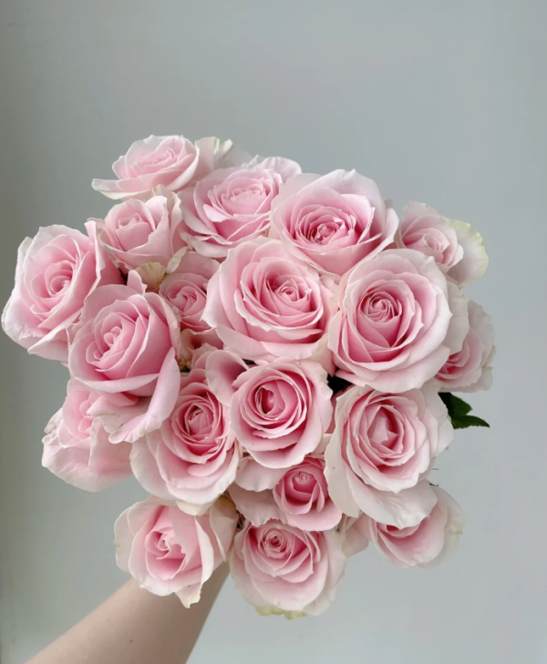 Pink Avalanche Rose丨Your roses