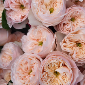 Sweet Diamond Rose丨Your roses