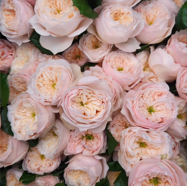 Sweet Diamond Rose for sale丨Your roses