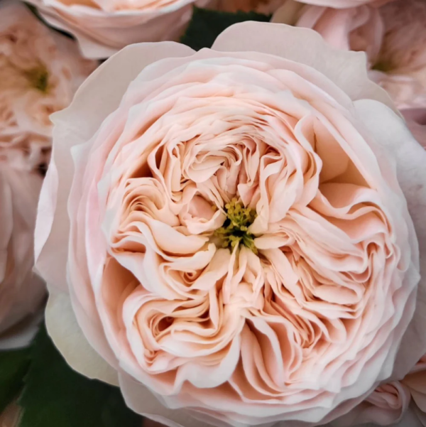 Rose Sweet Diamond丨Your roses