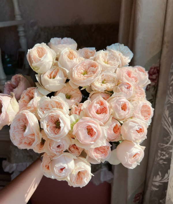 Sweet Diamond Rose plant丨Your roses