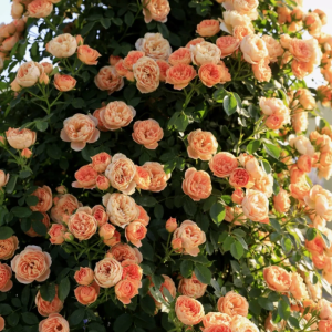 Sweet Dream Rose丨Your roses