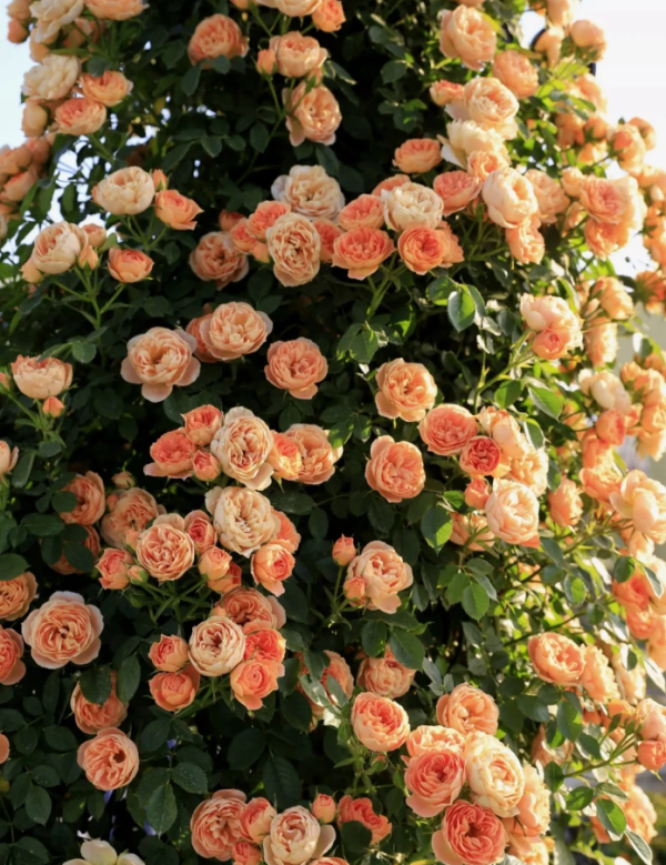 Sweet Dream Rose丨Your roses