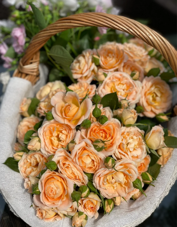 Sweet Dream Roses丨Your roses