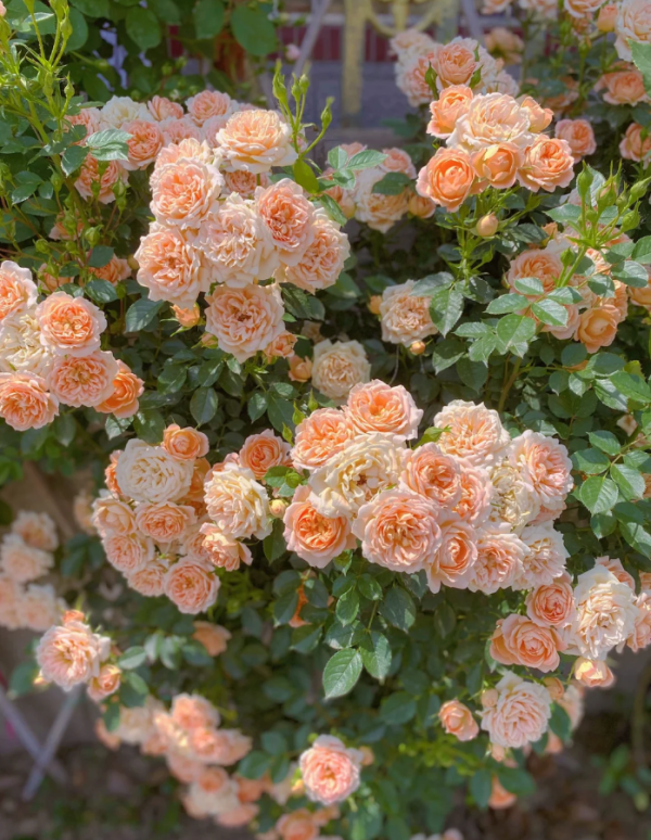 Sweet Dream Rose for sale丨Your roses