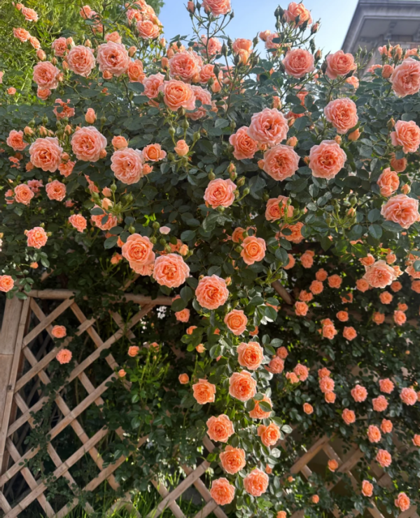 Sweet Dream Climber Rose丨Your roses