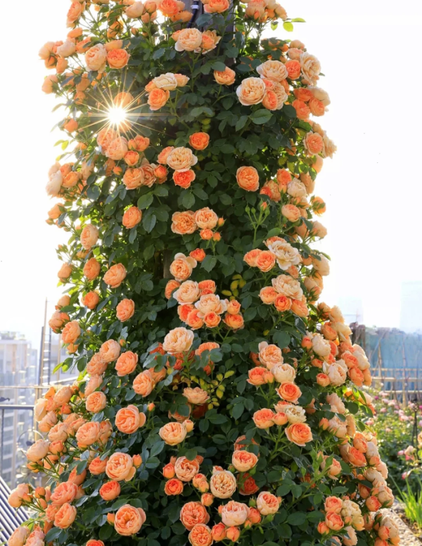 Sweet Dream Rose plant丨Your roses