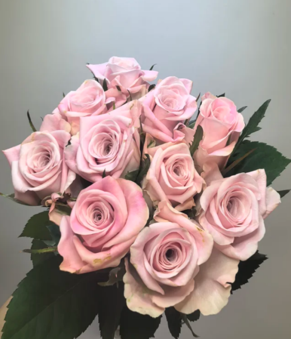 Rose Sweet Menta丨Your roses