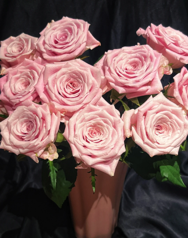 Sweet Menta Rose plant丨Your roses