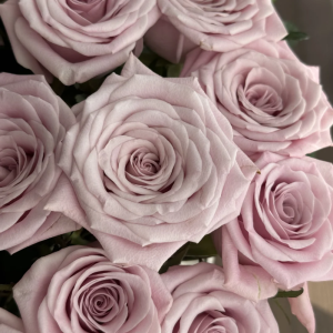 Sweet Menta Rose丨Your roses