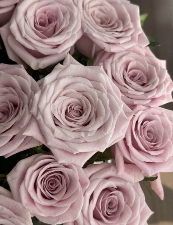 Sweet Menta Rose丨Your roses