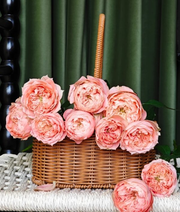 Sweet harper Rose丨Your roses