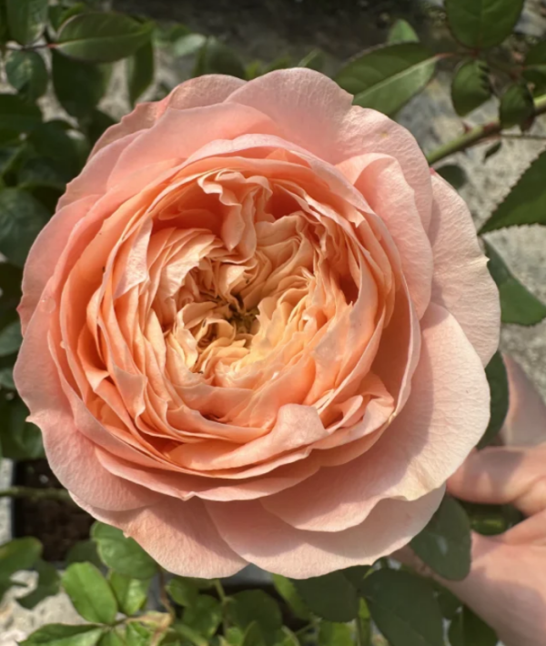 Sweet harper Roses丨Your roses
