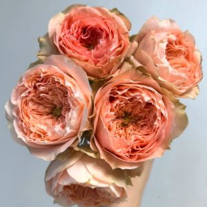 Sweet harper Rose plant丨Your roses